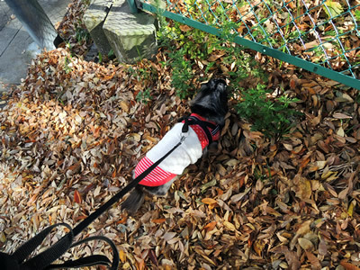 171109_01.jpg