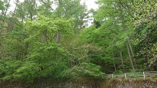 180513_01.jpg