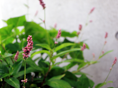 180528_03.jpg