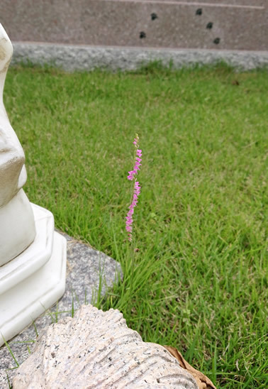180617_03.jpg