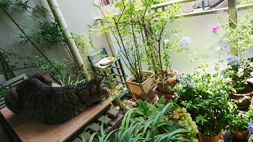 180710_01.jpg