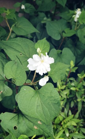 190603_01.jpg