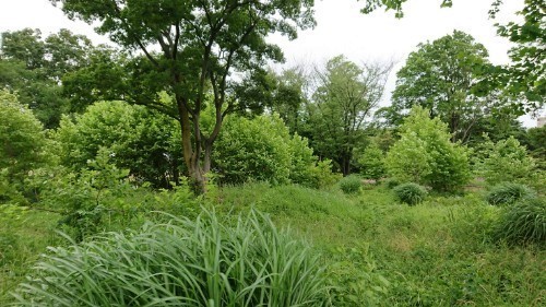 190615_02.jpg