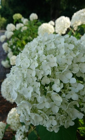 190617_01.jpg